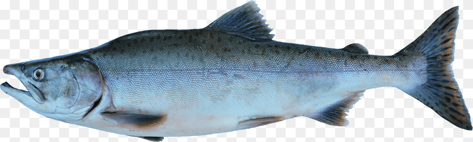 Wild Salmon Salmon, Animal, Coho, Fish, Sea Life Free Transparent Png