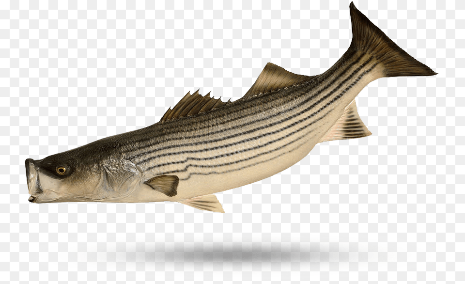 Wild Striped Bass Striped Bass, Animal, Fish, Sea Life, Cod Png