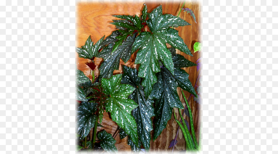 Wild Things Grow Begonia Lady Vanderbilt, Leaf, Plant, Tree Free Png