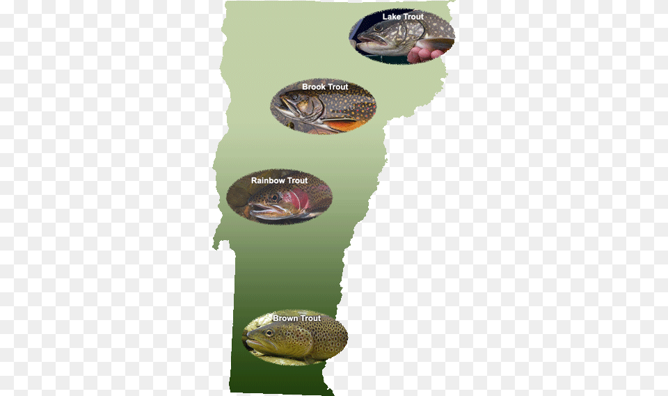 Wild Trout Vermont Fish Amp Wildlife Department, Animal, Aquatic, Sea Life, Water Free Transparent Png