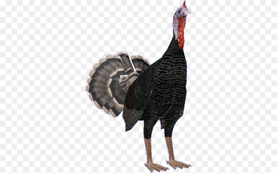 Wild Turkey, Animal, Bird, Fowl, Poultry Png