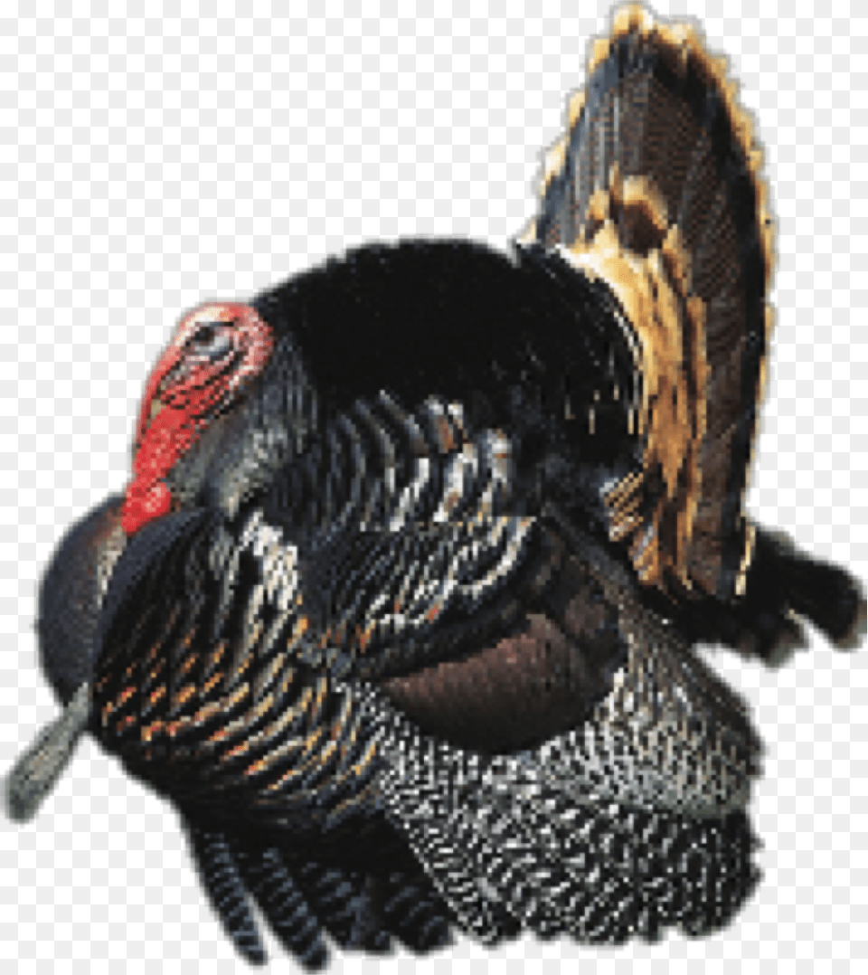 Wild Turkey, Animal, Bird, Fowl, Poultry Png Image