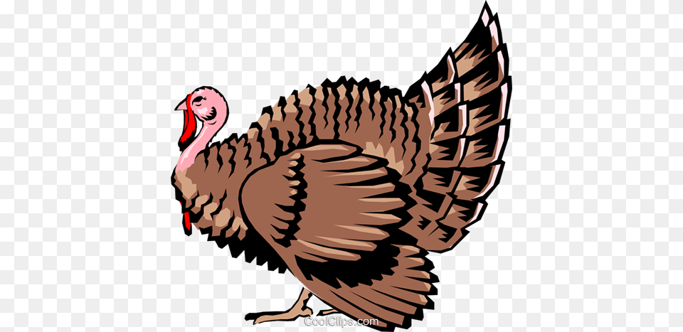 Wild Turkey Royalty Vector Clip Art Illustration, Animal, Bird, Fowl, Poultry Free Transparent Png