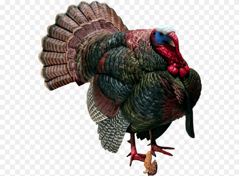 Wild Turkey Transparent, Animal, Bird, Fowl, Poultry Free Png