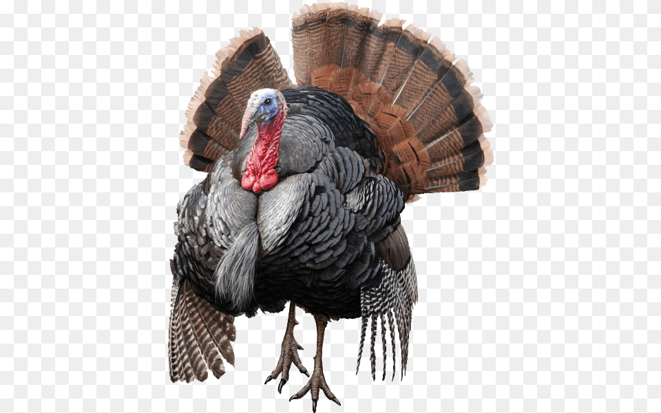Wild Turkey Transparent Image Turkey, Animal, Bird, Fowl, Poultry Png