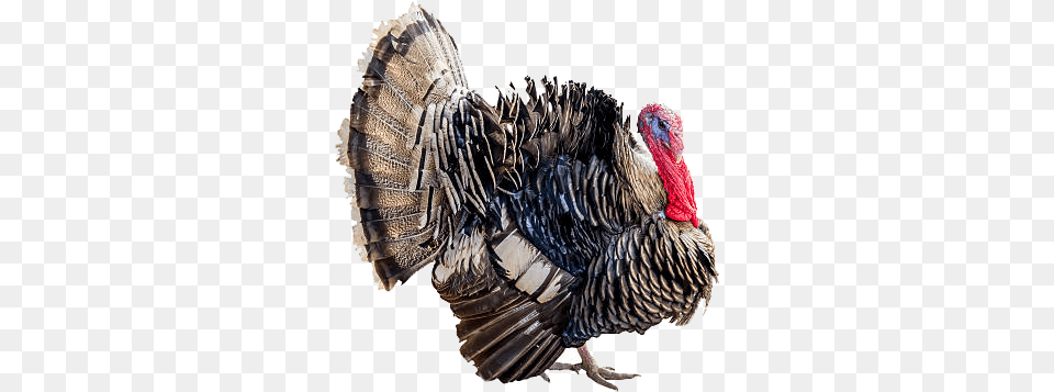 Wild Turkey Transparent Images Domesticated Turkey, Animal, Bird, Fowl, Poultry Free Png Download