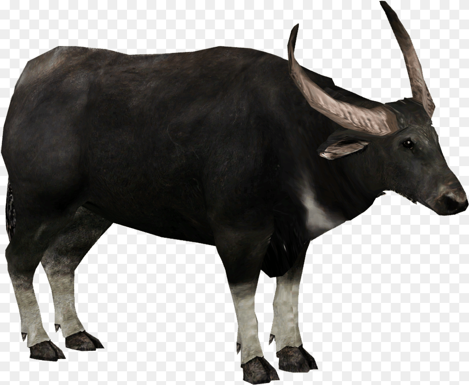 Wild Water Buffalo Tycoon 2, Animal, Bull, Cattle, Livestock Png Image