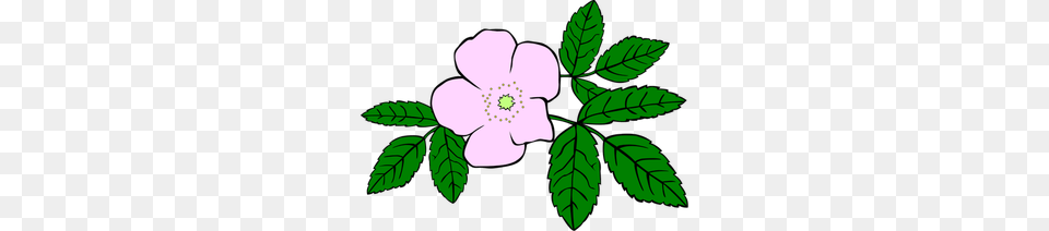 Wild West Clipart, Anemone, Flower, Leaf, Plant Free Png Download