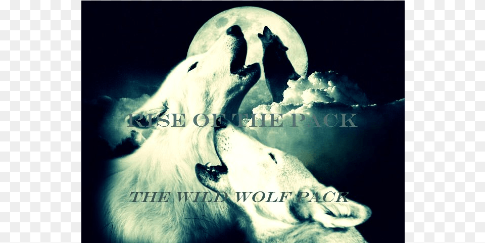 Wild Wolf Pack Radio Polar Bear, Animal, Canine, Wildlife, Dog Free Png