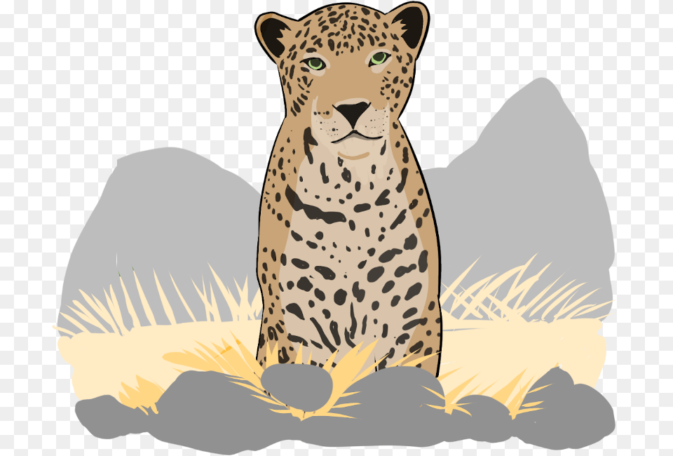 Wildcards Transparent Animals, Animal, Cheetah, Mammal, Wildlife Png