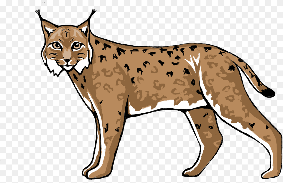 Wildcat Lynx Cougar Cheetah Lynx Clipart, Animal, Wildlife, Mammal, Baby Png Image