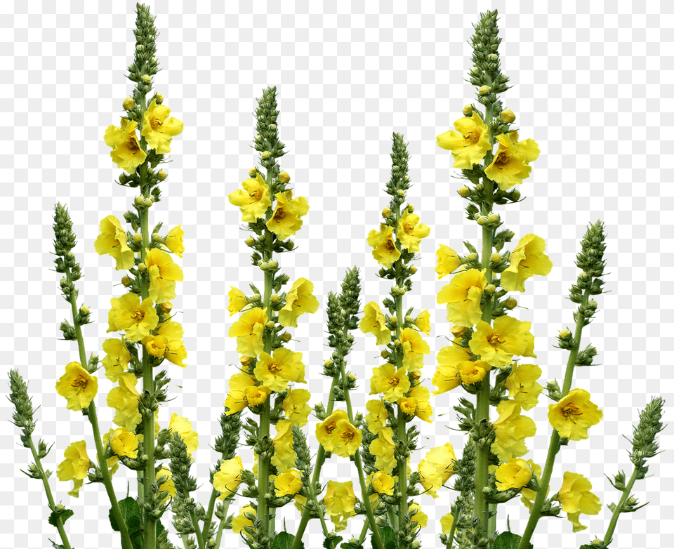 Wildflower 2 Wild Flowers, Flower, Plant, Grass, Petal Free Transparent Png
