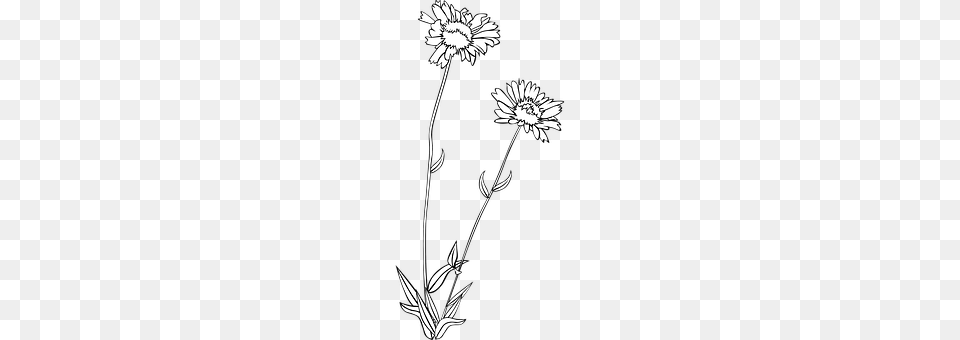 Wildflower Daisy, Flower, Plant, Art Png Image