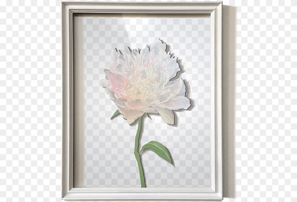 Wildflower, Flower, Plant Free Transparent Png