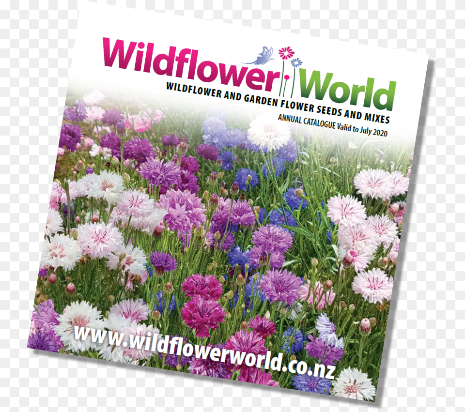 Wildflower Annual Catalogue Cover 2019 Chrysanths, Plant, Herbs, Herbal, Flower Free Transparent Png
