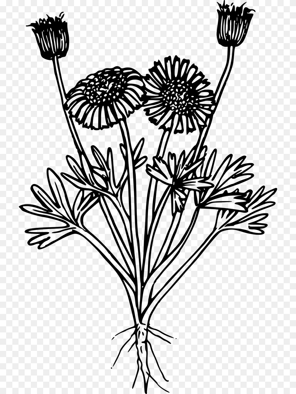 Wildflower Black And White, Gray Png Image