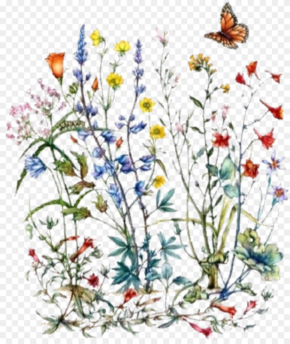 Wildflower Botanical Illustration, Plant, Pattern, Pottery, Porcelain Free Transparent Png
