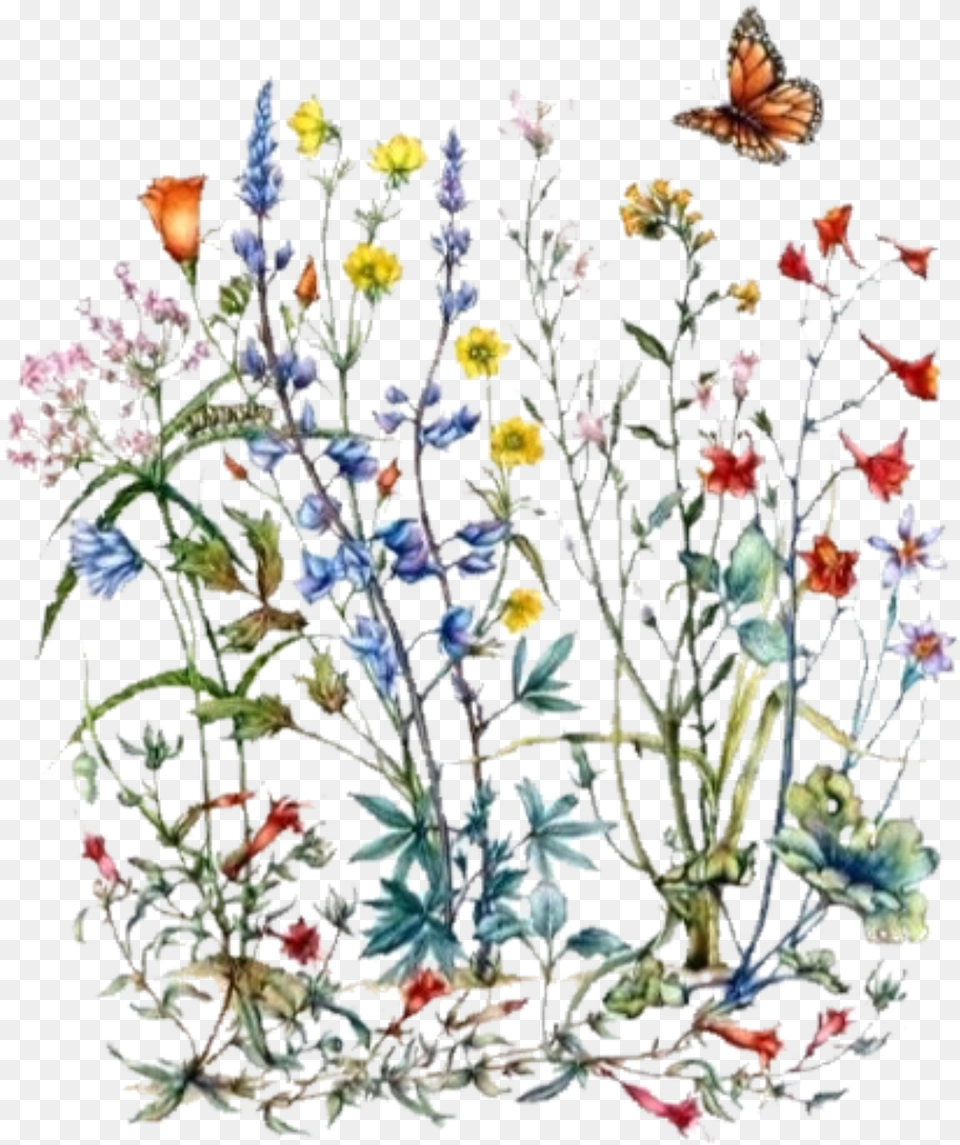 Wildflower Botanical Illustration, Plant, Pattern, Pottery, Porcelain Png
