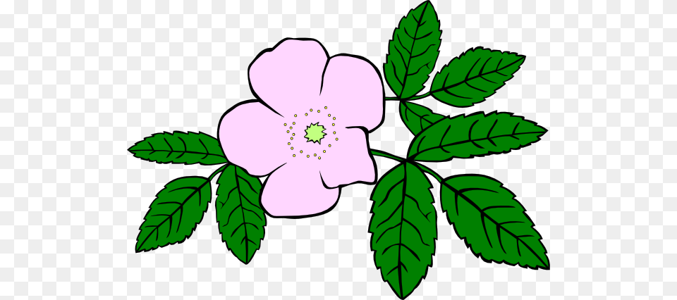 Wildflower Clipart, Anemone, Flower, Herbal, Herbs Free Transparent Png