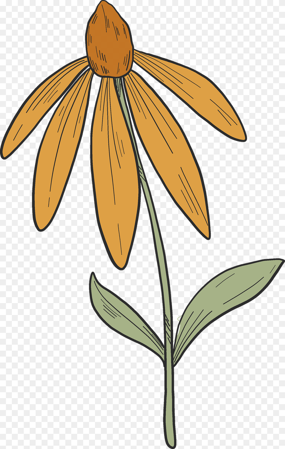 Wildflower Clipart, Daisy, Flower, Petal, Plant Png
