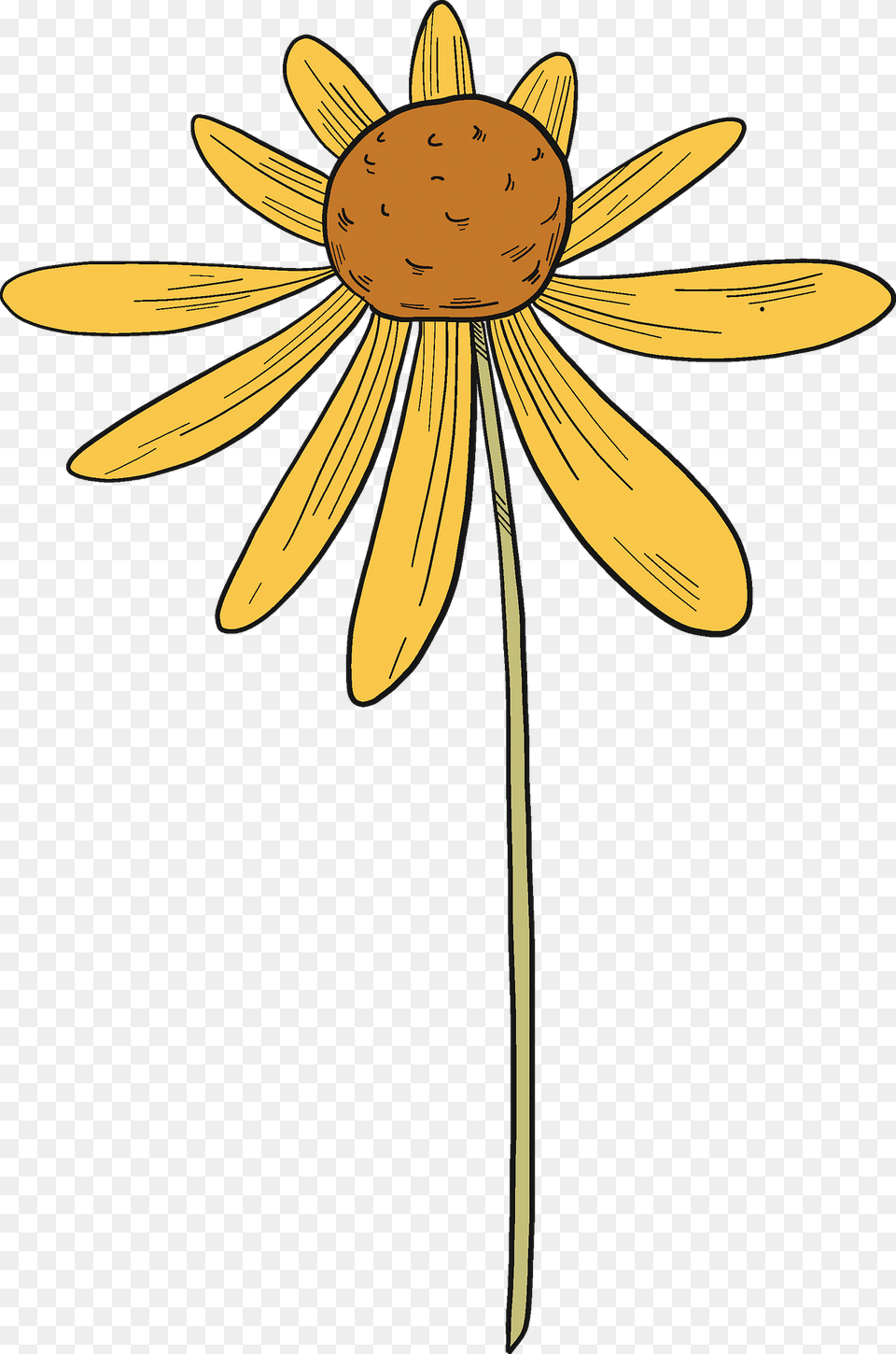 Wildflower Clipart, Daisy, Flower, Petal, Plant Free Transparent Png