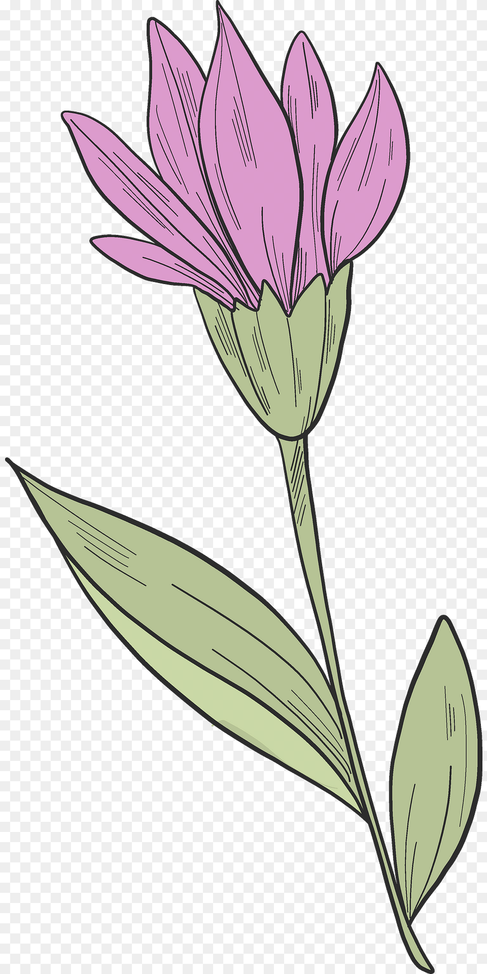 Wildflower Clipart, Flower, Petal, Plant, Art Free Png