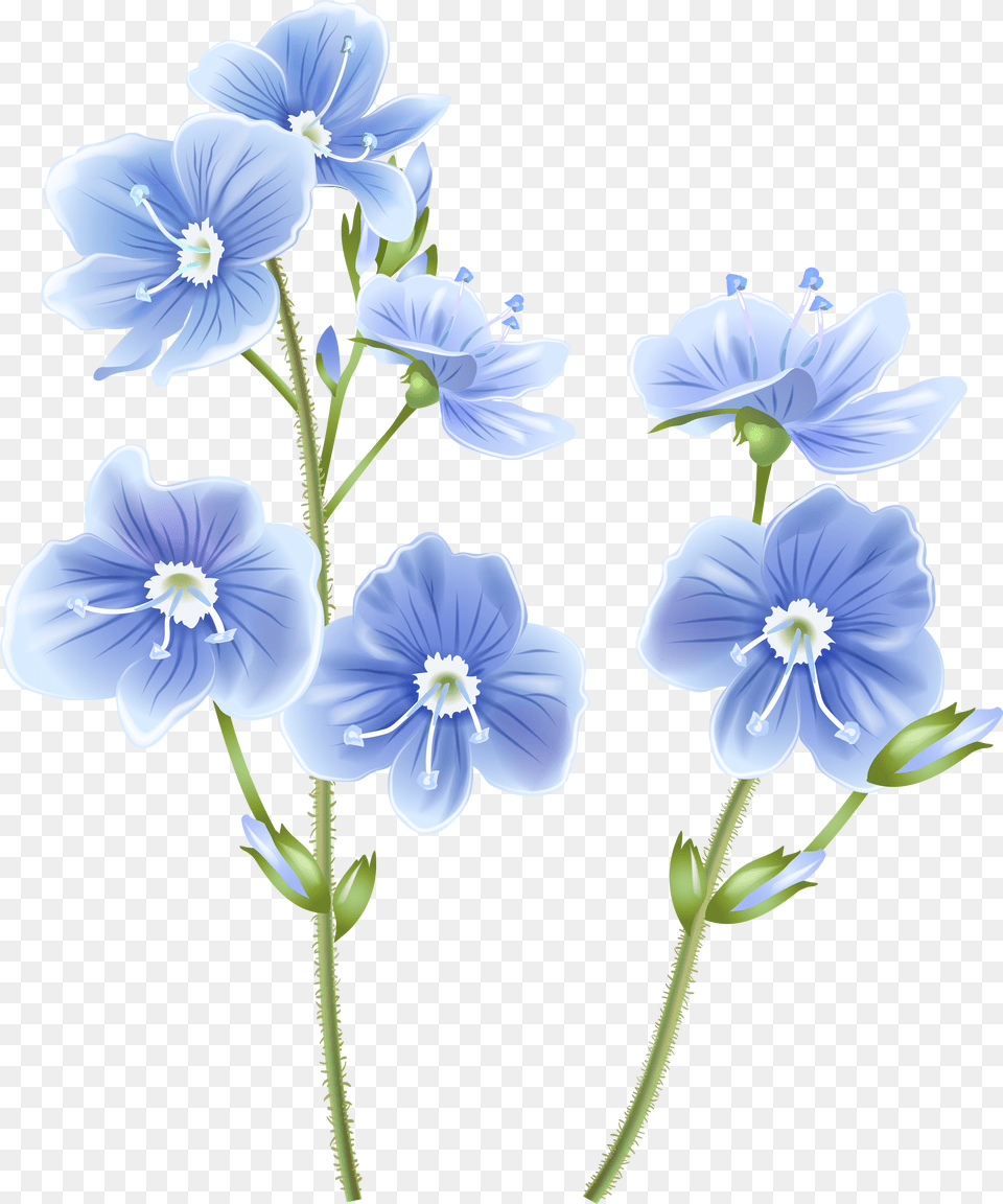 Wildflower Clipart Background Wild Flower Free Transparent Png