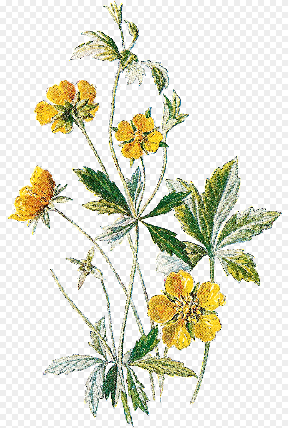 Wildflower Clipart Botanical Illustration Wildflower Botanical Illustration, Leaf, Plant, Flower, Anemone Free Transparent Png