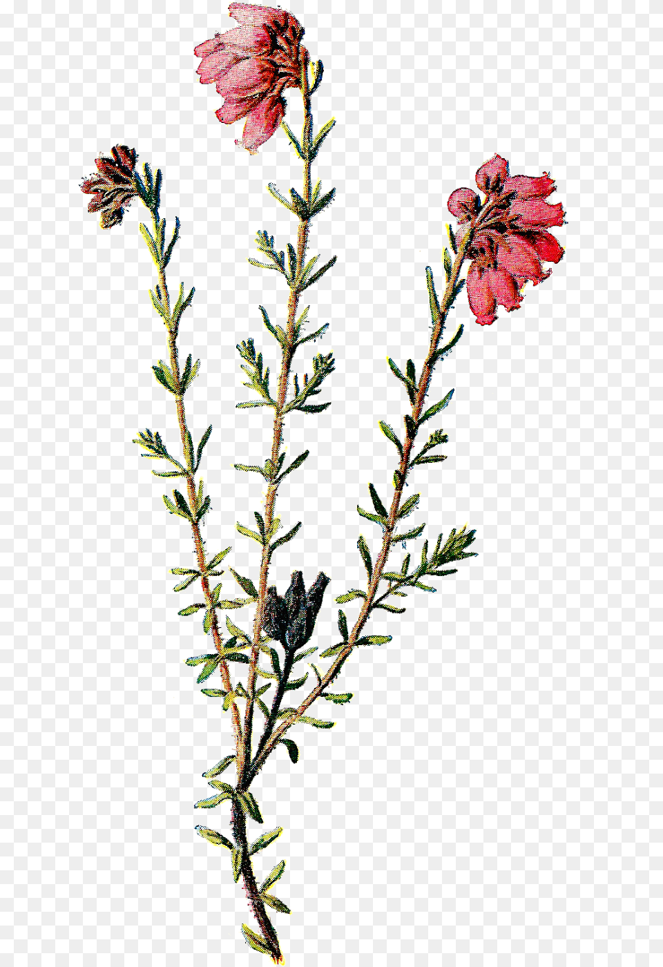 Wildflower Clipart Pretty Background Wild Flowers, Acanthaceae, Plant, Petal, Tree Free Transparent Png