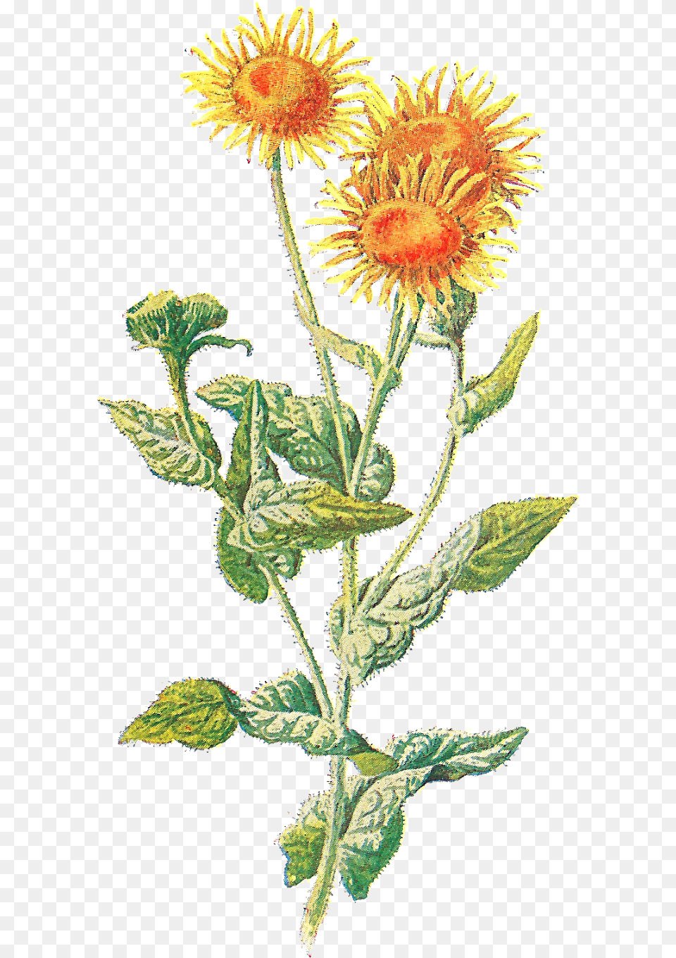 Wildflower Clipart Yellow Flower Clip Art, Daisy, Leaf, Plant, Sunflower Png Image