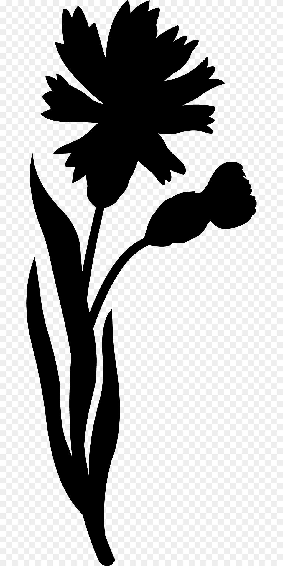 Wildflower Knapweed Silhouette, Daisy, Flower, Plant, Stencil Free Png