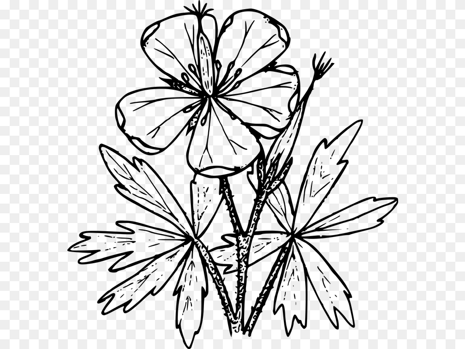 Wildflower Vector Botanical Transparent Clipart Wild Flower Border Clip Art, Gray Png Image