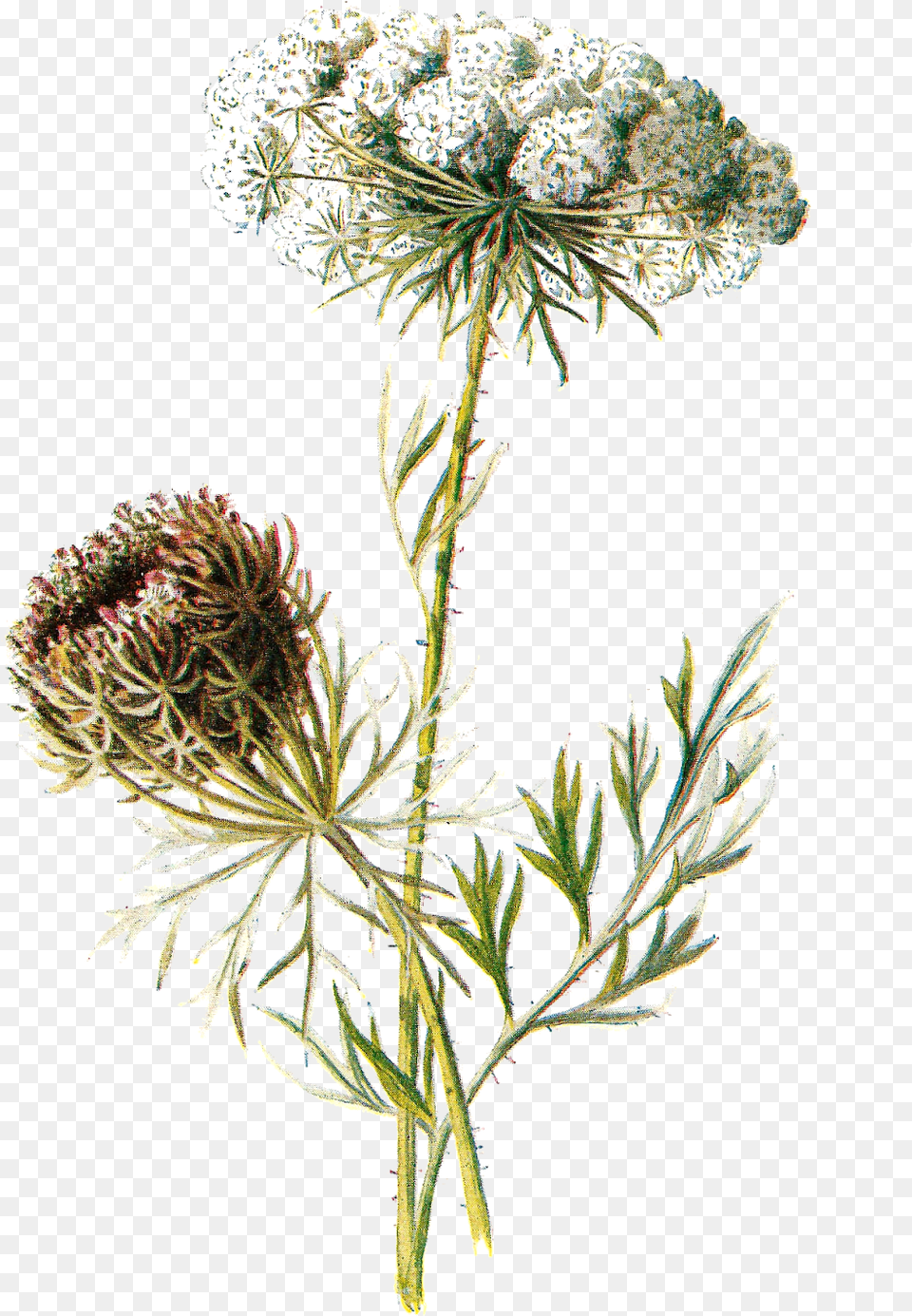 Wildflower Vector Illustration Royalty Free Stock Wildflowers With Transparent Background, Apiaceae, Flower, Plant, Herbal Png