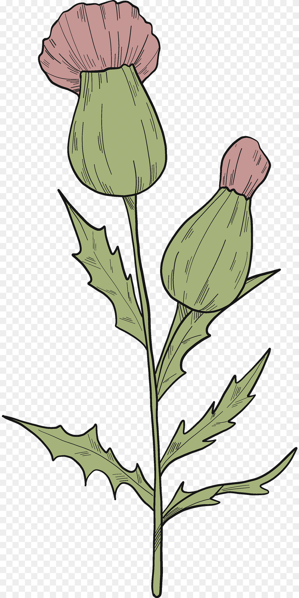 Wildflowers Clipart, Flower, Plant, Thistle, Art Png