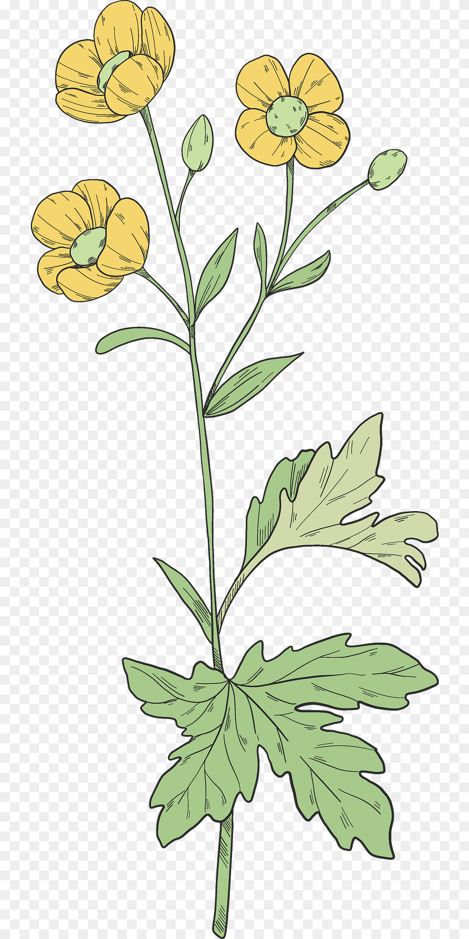 Wildflowers Clipart, Plant, Art, Flower, Graphics Free Png