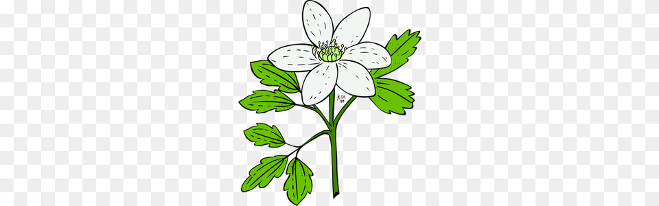 Wildflowers Clipart, Anemone, Flower, Plant, Anther Png
