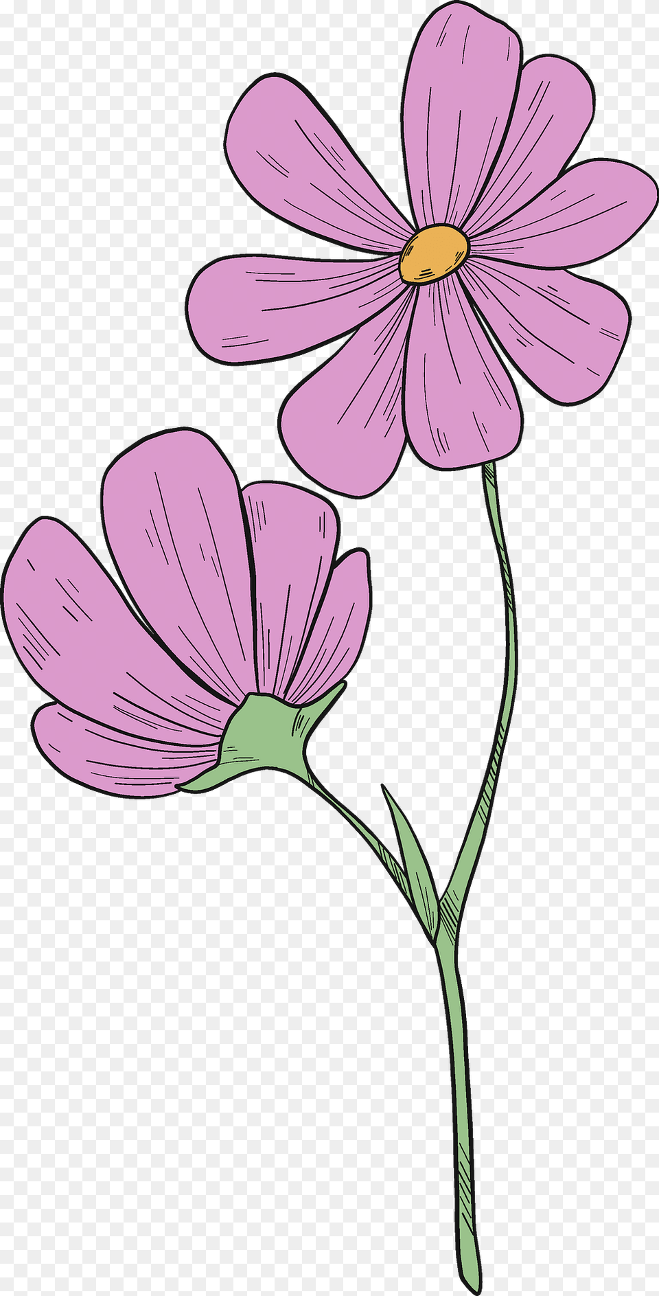 Wildflowers Clipart, Daisy, Flower, Petal, Plant Png Image