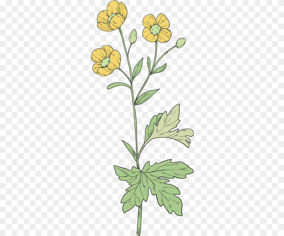 Wildflowers Clipart Buttercup, Plant, Daisy, Flower, Art Free Png