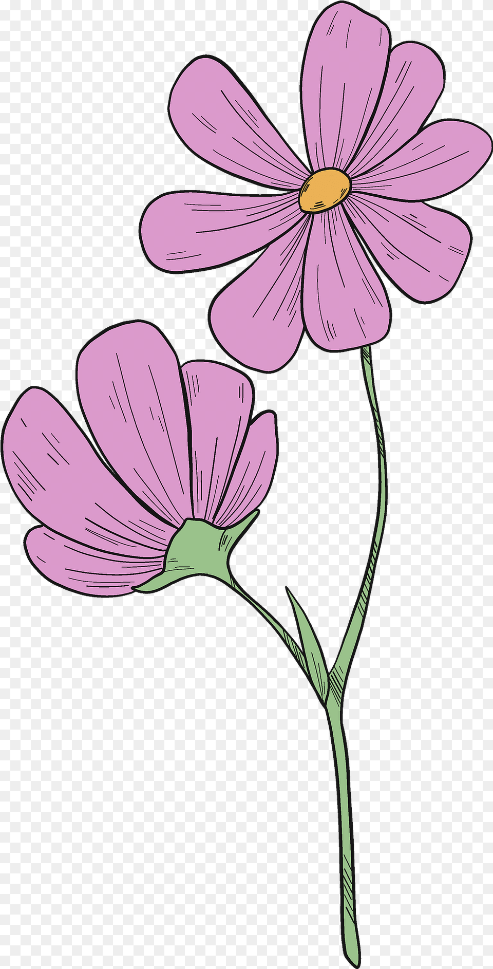 Wildflowers Clipart Lovely, Daisy, Flower, Geranium, Petal Free Png