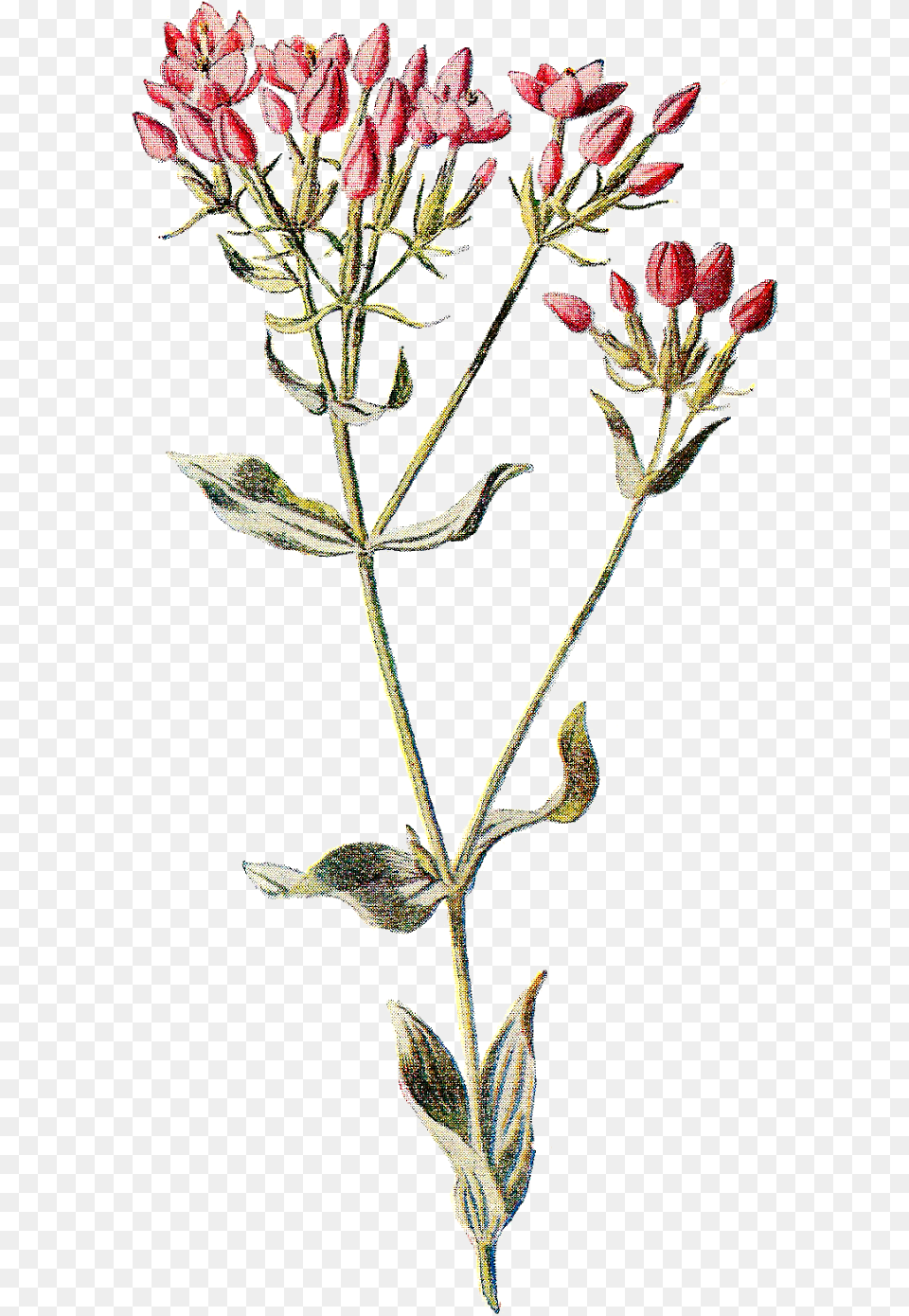 Wildflowers Drawing Dainty Flower Wildflower Illustration Transparent, Acanthaceae, Plant, Herbs, Herbal Png Image