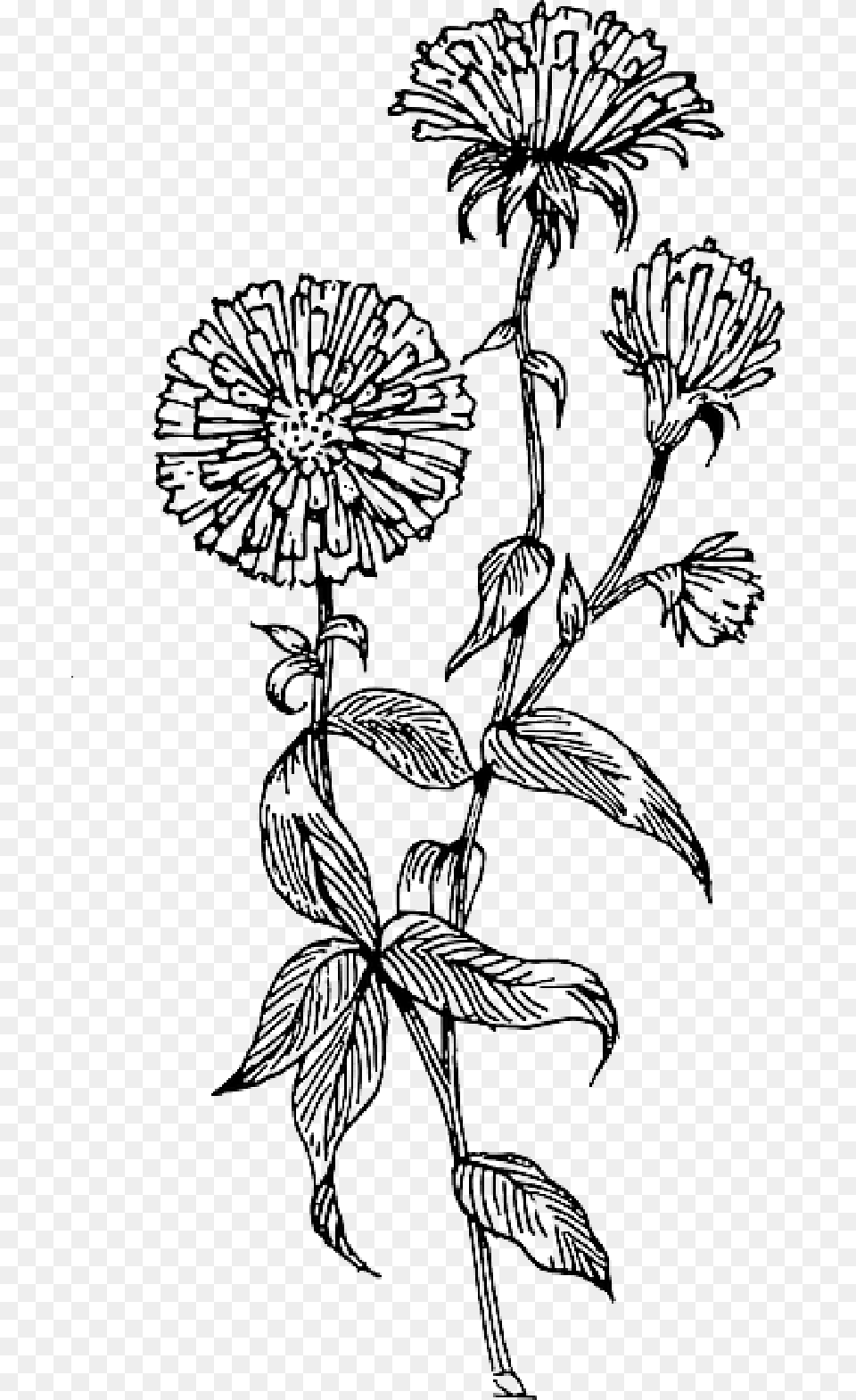 Wildflowers Drawing Wildflower Tattoo Aster Vector, Art, Plant, Floral Design, Graphics Free Png Download