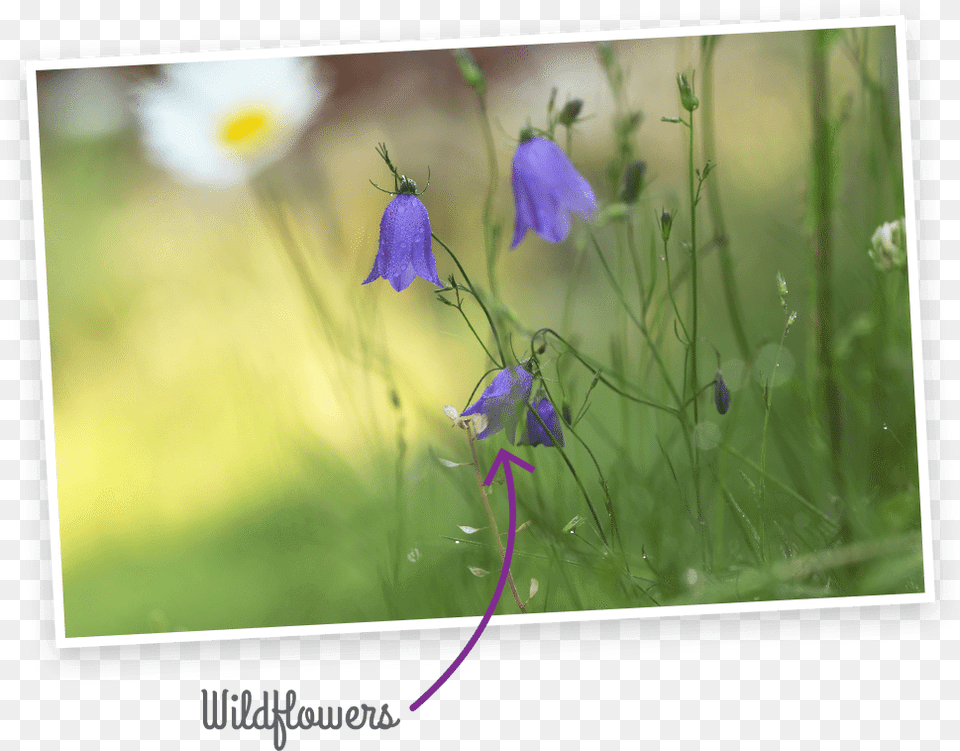 Wildflowers Harebell, Bud, Plant, Petal, Iris Free Png