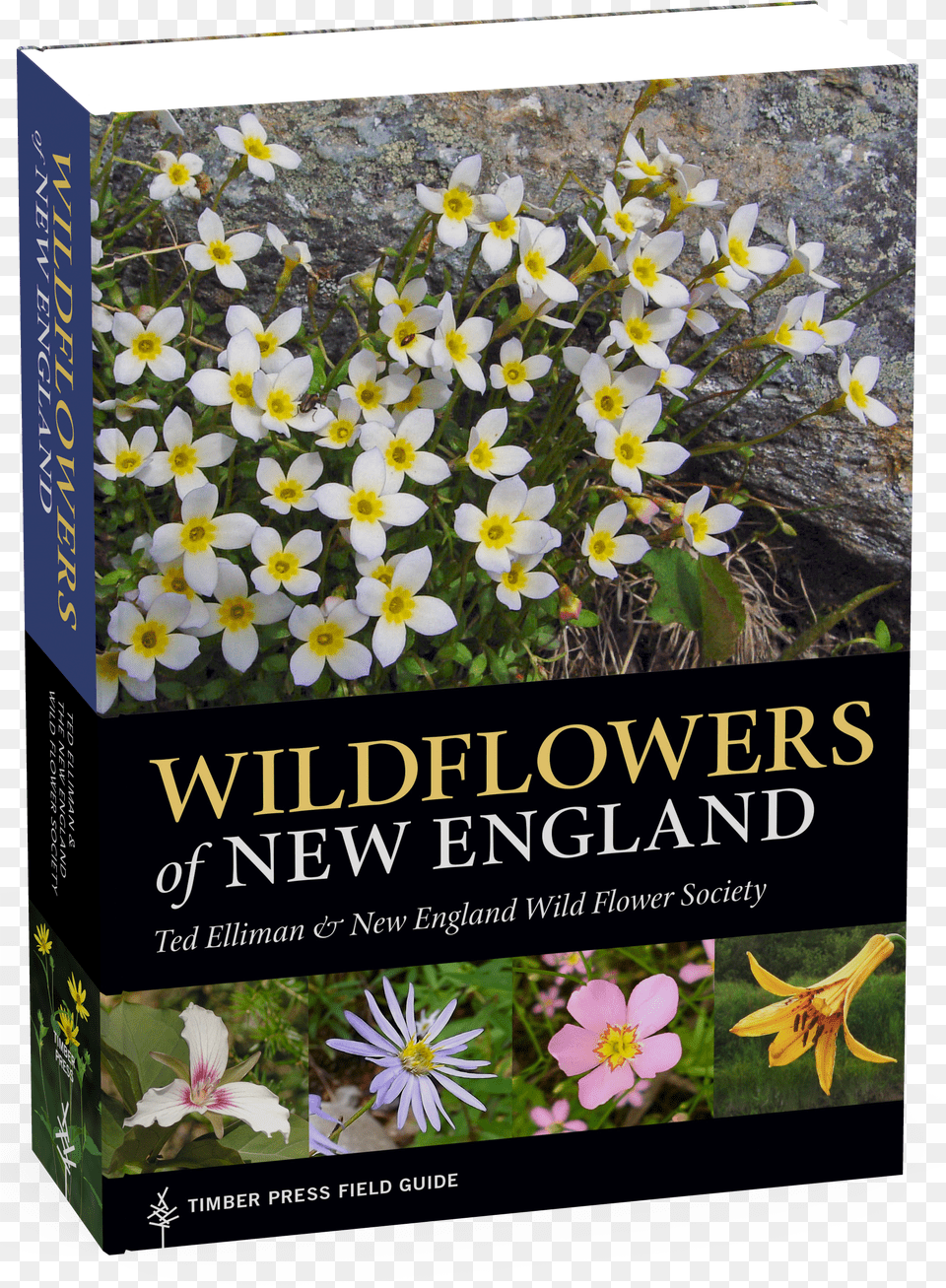 Wildflowers Of New England Wild Flowers Free Png Download