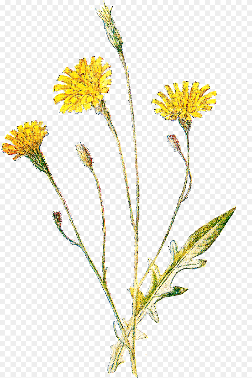 Wildflowers Of North America Wild Flower Field, Plant, Daisy Png Image