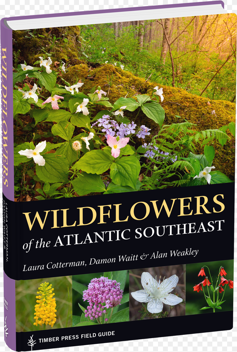 Wildflowers Of The Atlantic Southeast Wildflower, Flower, Herbal, Herbs, Plant Free Png