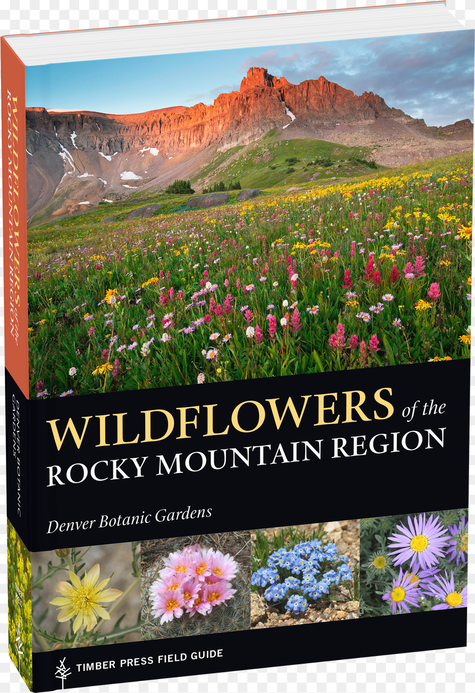 Wildflowers Of The Rocky Mountain Wildflowers Flower In Mountain Free Transparent Png