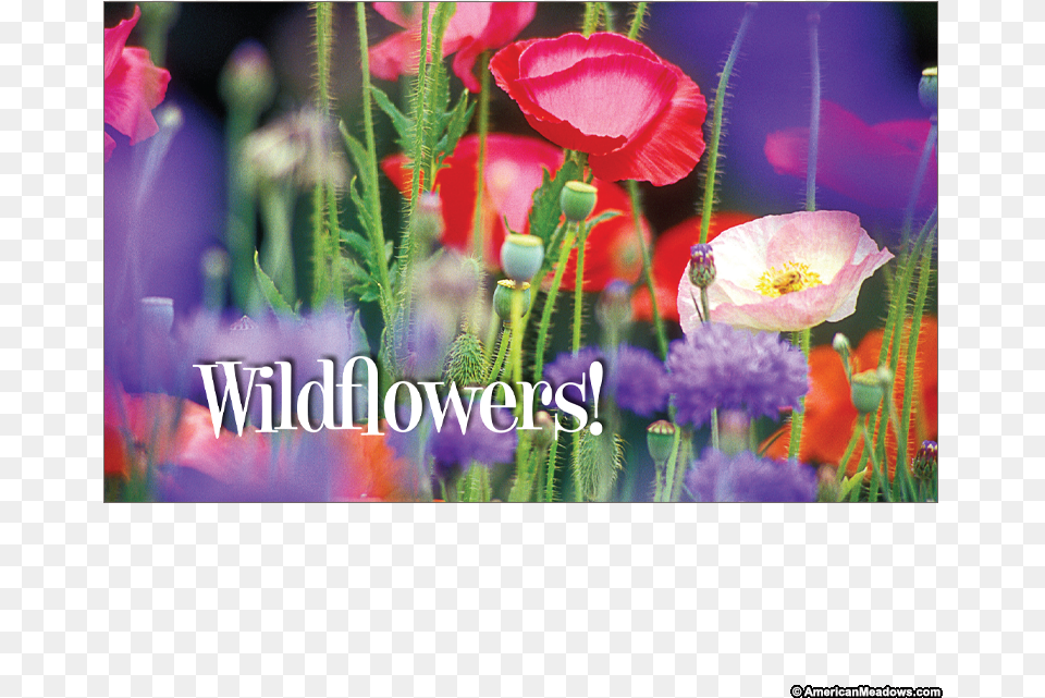 Wildflowers Seed Postcard Poppy, Flower, Plant, Rose, Geranium Free Transparent Png