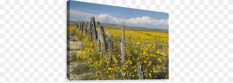 Wildflowers Surround Rustic Barb Wire Fence In The Wildflowers Surround Rustic Barb Wire Fence Ponton, Countryside, Rural, Outdoors, Nature Free Png