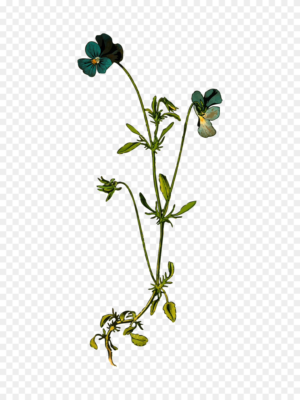 Wildflowers Transparent Wildflowers, Flower, Geranium, Plant, Acanthaceae Png Image