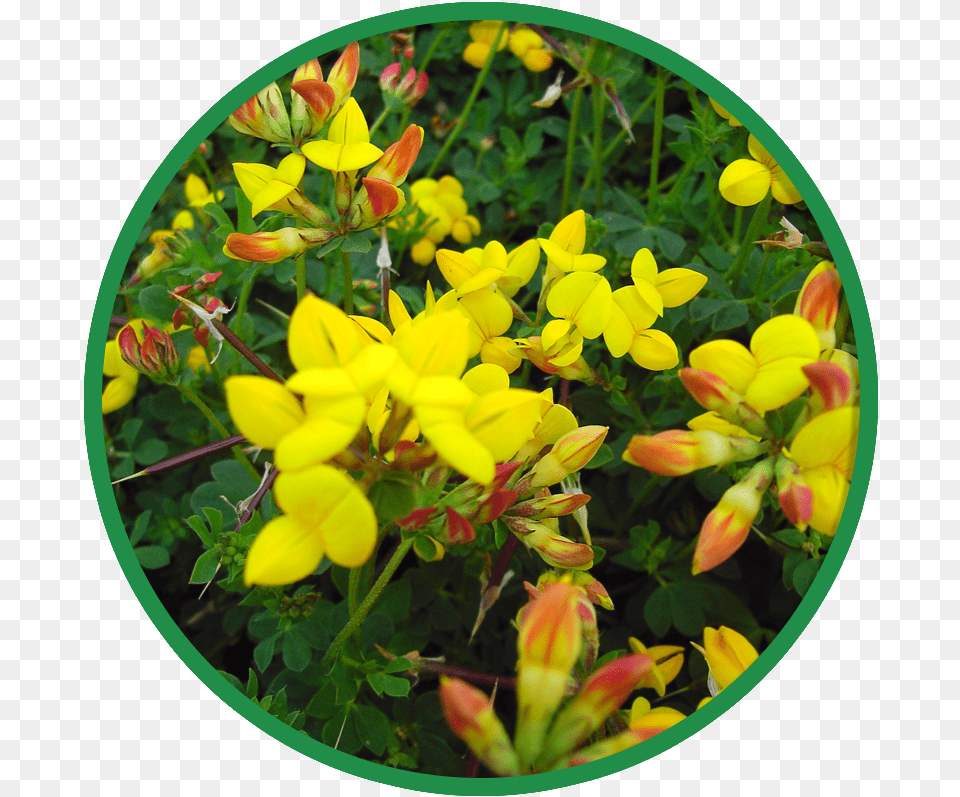 Wildflowers Wild Flower Seed Acid Soils Mwf 2 Hd Caesalpinia, Geranium, Petal, Plant Free Png Download